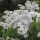 Syringa vulgaris 'Mme Lemoine' 2l