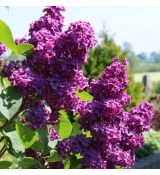 Syringa vulgaris 'LUDWIG SPAETH' 2l