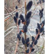 Salix gracilistyla 'Melanostachys'