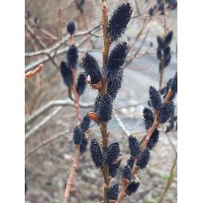 Salix gracilistyla 'Melanostachys'