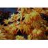 Acer palmatum 'Orange dream' 2,5l