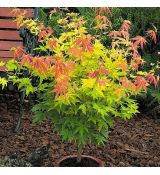 Acer palmatum 'Orange dream' 2,5l