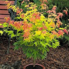 Acer palmatum 'Orange dream' 2,5l