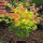 Acer palmatum 'Orange dream' 2,5l