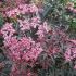 Sambucus nigra 'Thundelcloud'