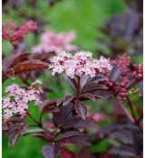 Sambucus nigra 'Thundelcloud'