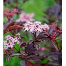 Sambucus nigra 'Thundelcloud'