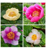 Paeonia daurica -zmes farieb 1 ks