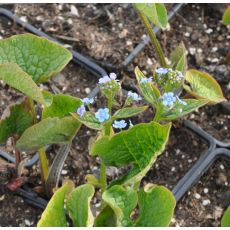 Brunnera sibirica