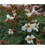 Saxifraga marginata