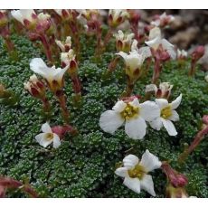 Saxifraga marginata