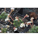 Saxifraga 'Maria Luisa'