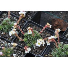 Saxifraga 'Maria Luisa'