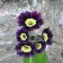 Kolekcia primula x pubescens (auricula) - 4ks