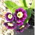 Kolekcia primula x pubescens (auricula) - 4ks