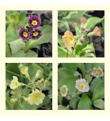 Kolekcia primula x pubescens (auricula) - 4ks