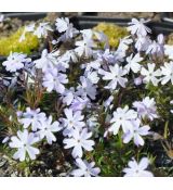 Phlox Emerald Cushion Blue'