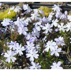 Phlox Emerald Cushion Blue'