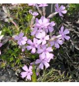 Phlox 'Syring'