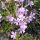 Phlox 'Syring'