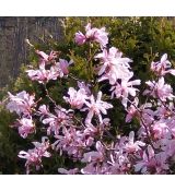 Magnolia loebneri 'Leonard Messel' 1,2m