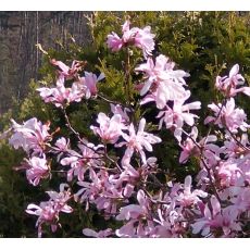 Magnolia loebneri 'Leonard Messel' 1,2m