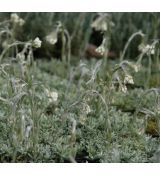 Antennaria dioica alba