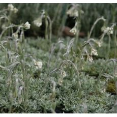 Antennaria dioica alba