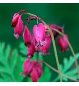 Dicentra formosa 'Bacchanal' 1l