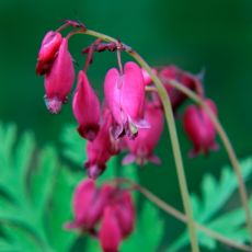 Dicentra formosa 'Bacchanal' 1l