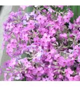 Phlox amoena 'Variegata'