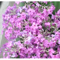 Phlox amoena 'Variegata'