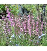 Salvia pratensis 'Rose Rapsody'