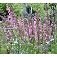 Salvia pratensis 'Rose Rapsody'