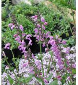 Salvia pratensis 'Sweet Esmeralda'- K9 