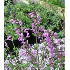 Salvia pratensis 'Sweet Esmeralda'- K9 