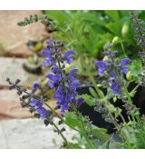 Salvia pratensis 'Twilight Serenade' - K9