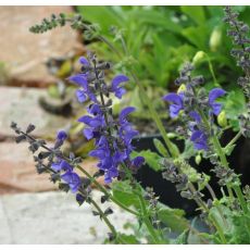 Salvia pratensis 'Twilight Serenade' - K9