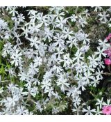 Phlox subulata subsp. brittonii