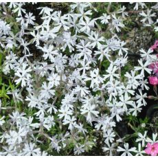 Phlox subulata subsp. brittonii