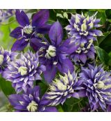 Clematis 'Taiga' 1l