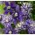 Clematis 'Taiga' 2l