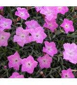 Dianthus 'La Bourboil'  K9