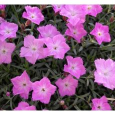 Dianthus 'La Bourboil'  K9