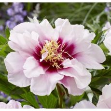 Paeonia x itoh ''Cora Louise'