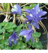 Aquilegia caerulea 'Spring Magic Navy and White'