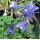 Aquilegia caerulea 'Spring Magic Navy and White'