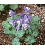 Aquilegia flabellata 'Deep Purple'