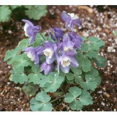 Aquilegia flabellata 'Deep Purple'