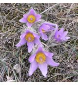 Pulsatilla slavica